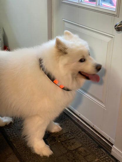 Dog Collars